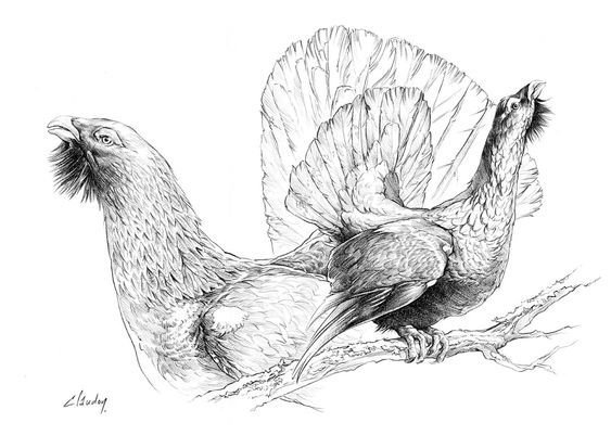 Глухарь рисунок