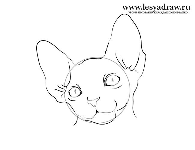 Сфинкс кошка рисунок карандашом
