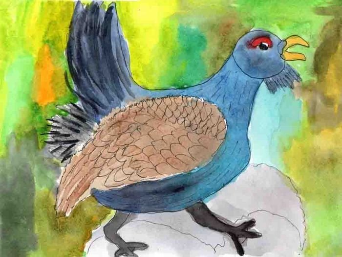 Глухарь рисунок