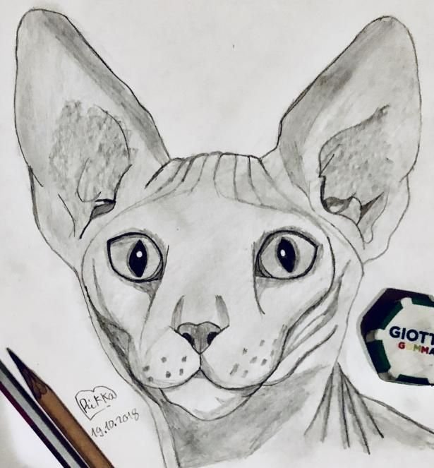 Сфинкс кошка легкие