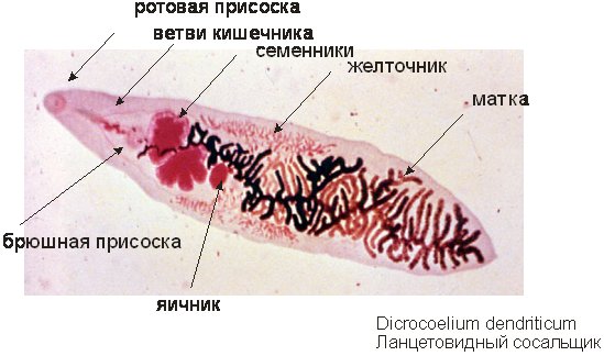 Кошачий сосальщик