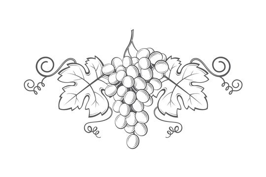 Виноградная лоза DXF