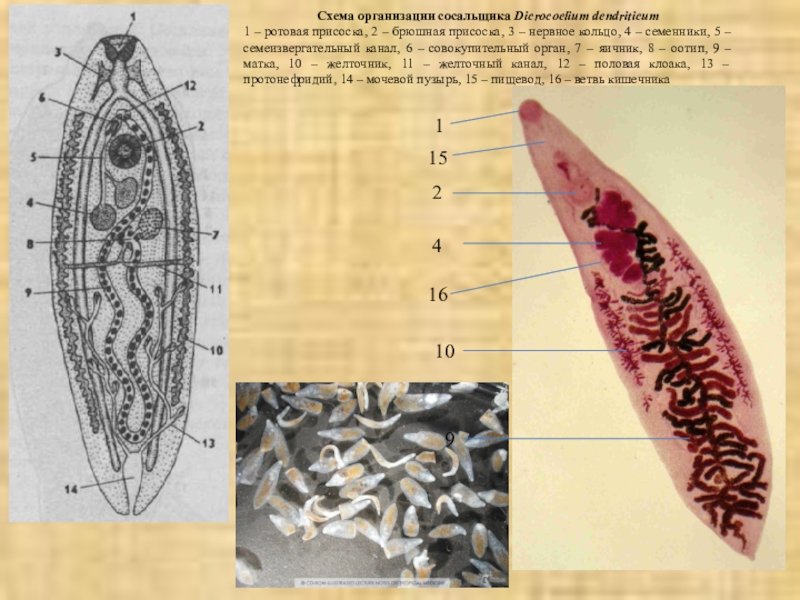 Ланцетовидный сосальщик (Dicrocoelium lanceatum)