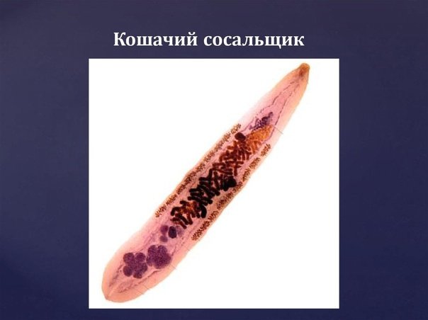Плоские черви кошачий сосальщик