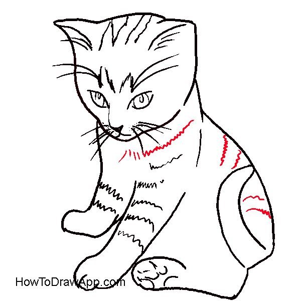 Рисунки для срисовки котики