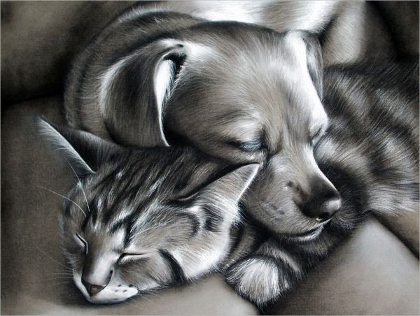 Кошка и собака картинки