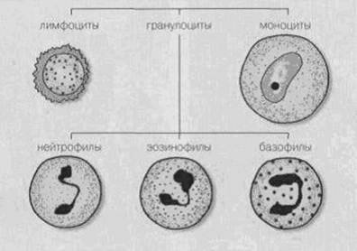 Рисунок лейкоцита человека