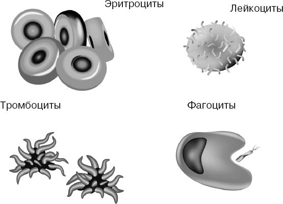 Лейкоциты зарисовка