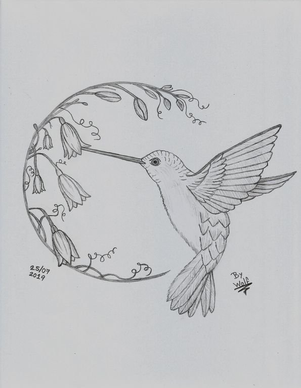 Колибри рисунок
