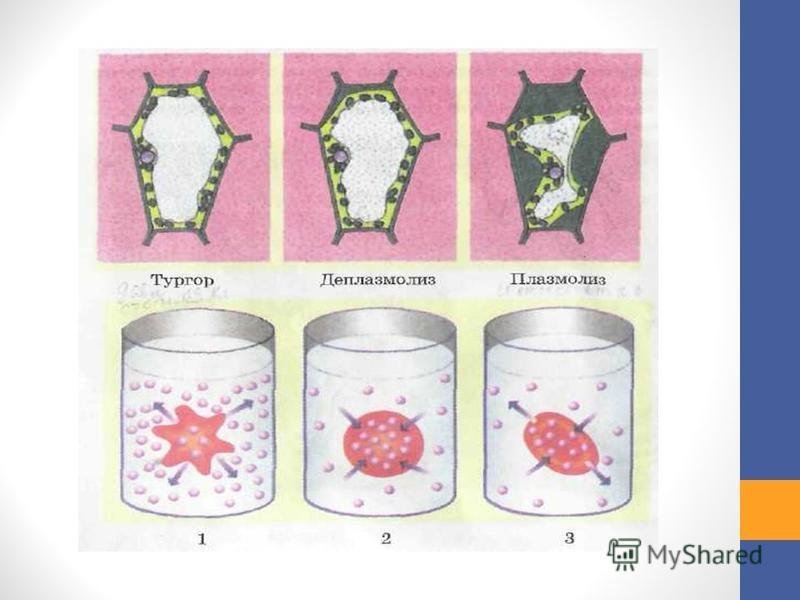 Гипертонический раствор плазмолиз