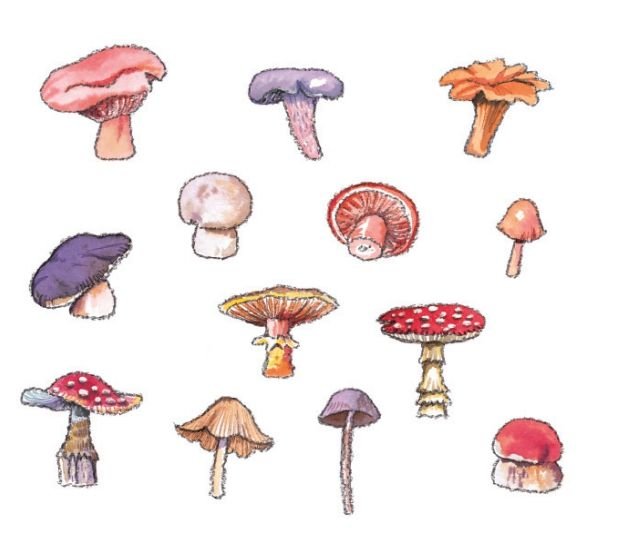 Рисунки грибов