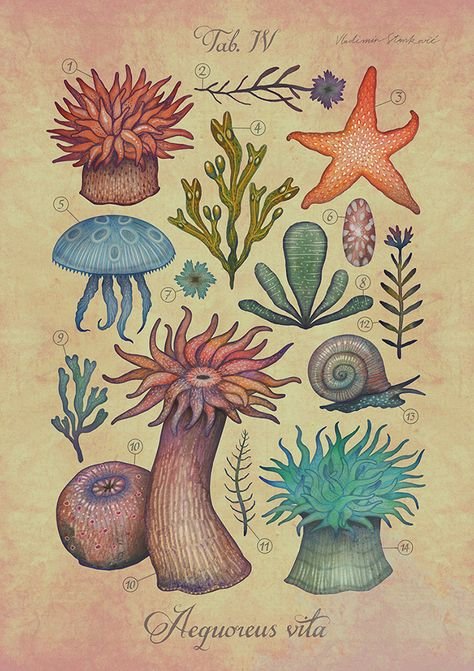 Рисуем актинию