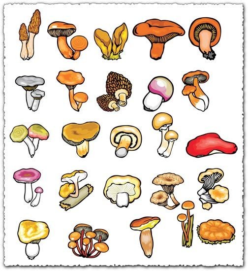 Рисунки грибов