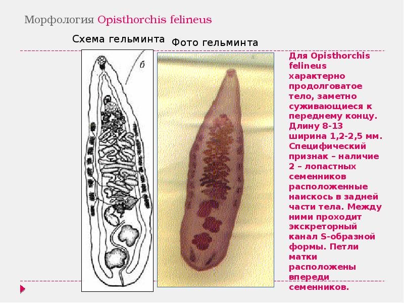 Марита Opisthorchis felineus