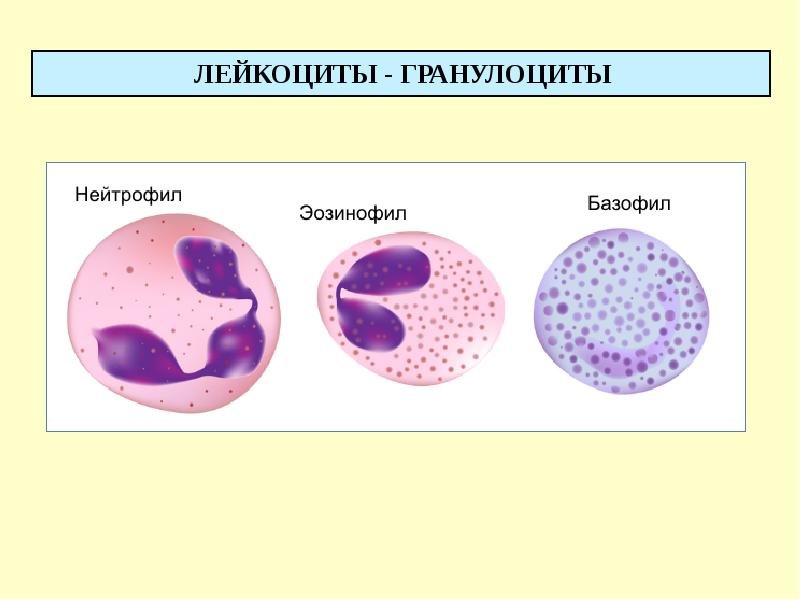 Лейкоциты лягушки рисунок строение