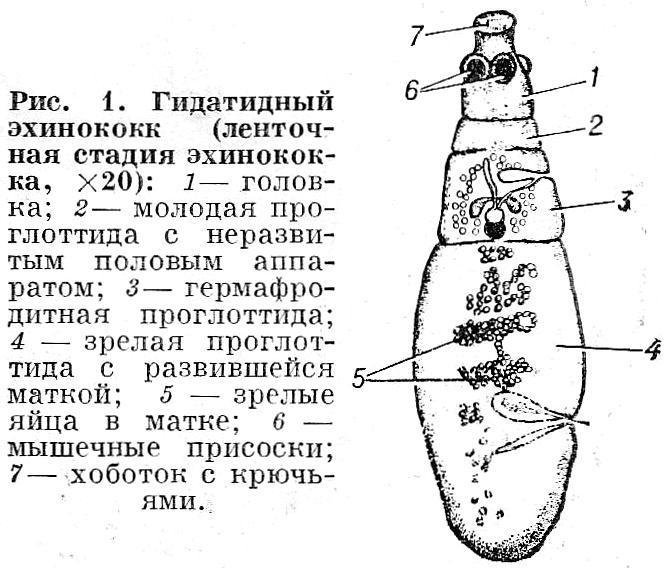 Эхинококк строение зрелый членик