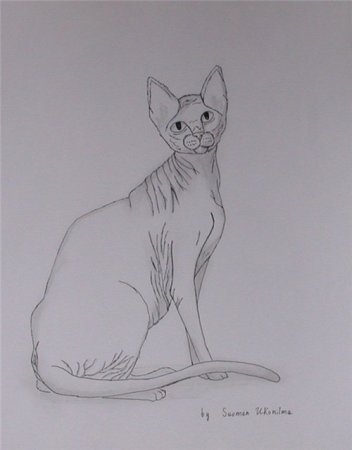 Кот сфинкс рисунок