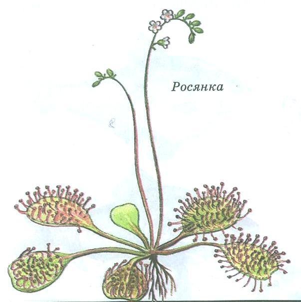 Росянка круглолистная рисунок