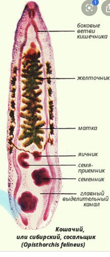 Кошачий (Сибирский) сосальщик (Opisthorchis felineus)