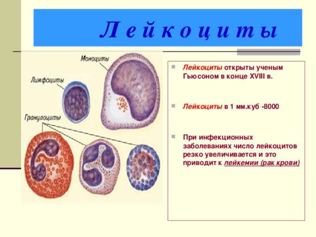 Лейкоциты строение клетки