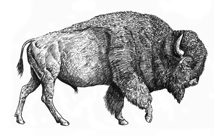 ЗУБР рисунок