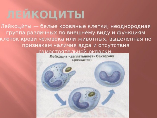 Лейкоциты человека