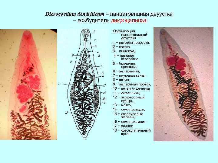 Марита ланцетовидного сосальщика