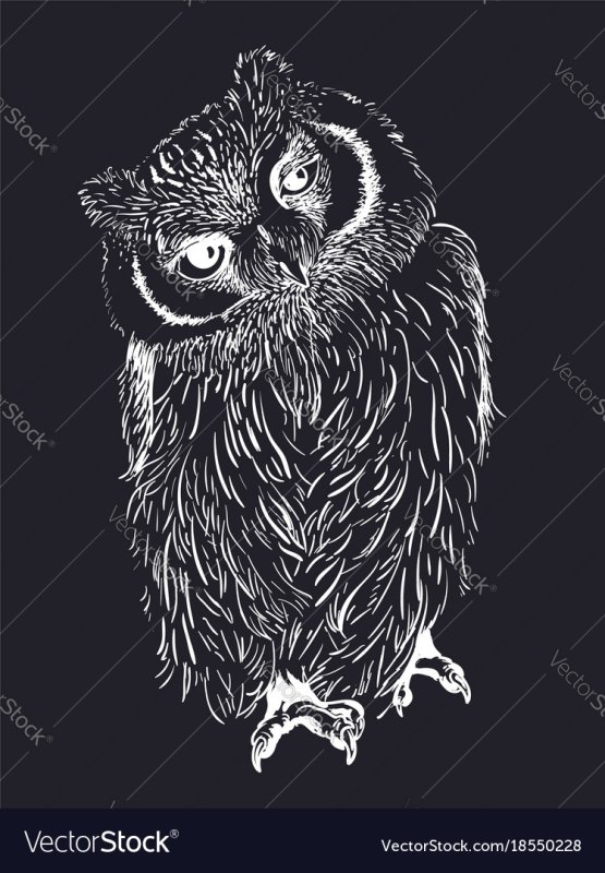 Сова черно белая
