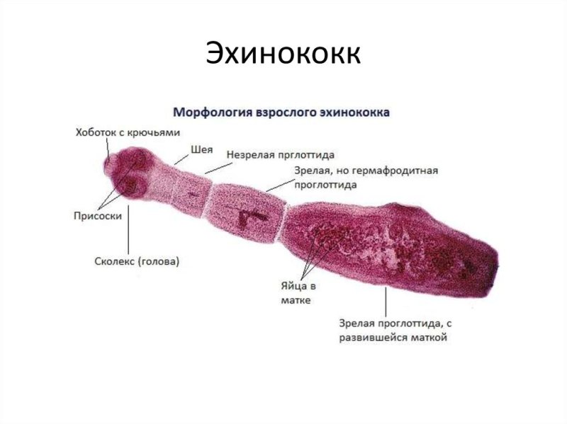Ленточный червь Echinococcus granulosus