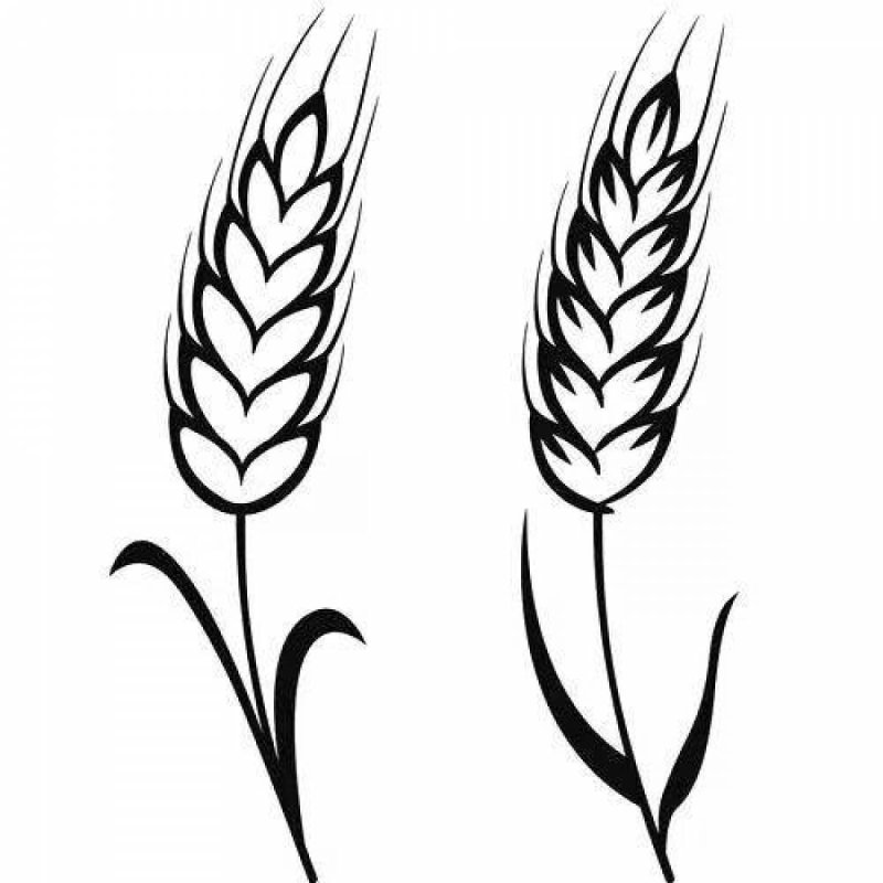 Пшеничный колосок раскраска для детей