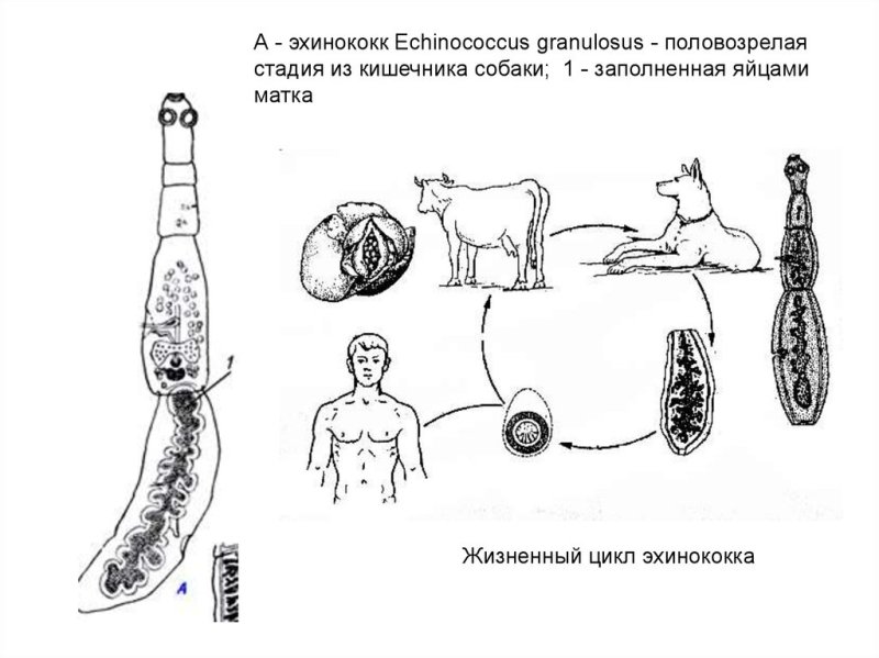 Строение альвеококка схема