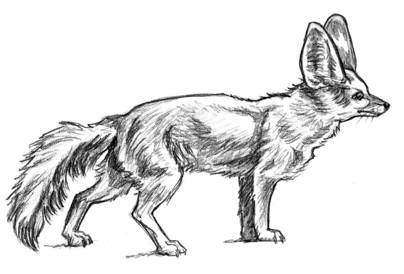 Нарисовать Корсака