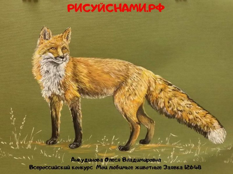 Лисица Корсак рисунок