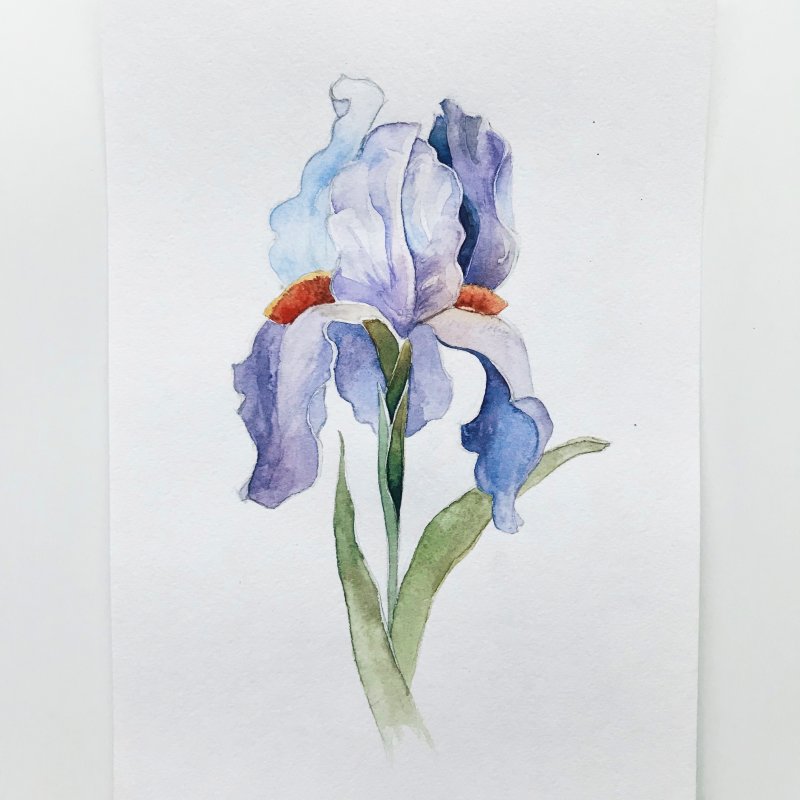 Ирисы художница Marianne Broome