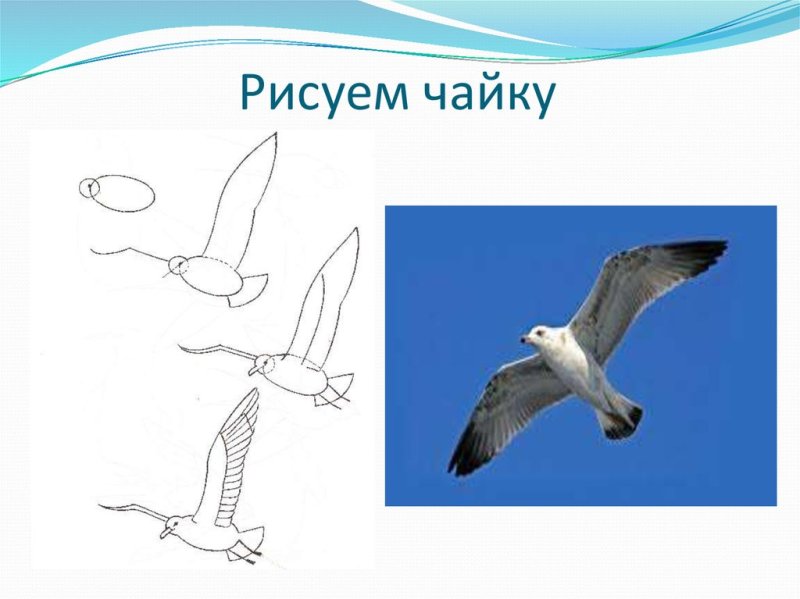 Чайки рисунок
