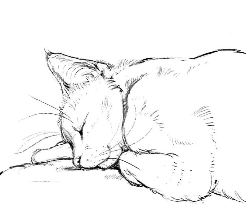 Спящий котик рисунок