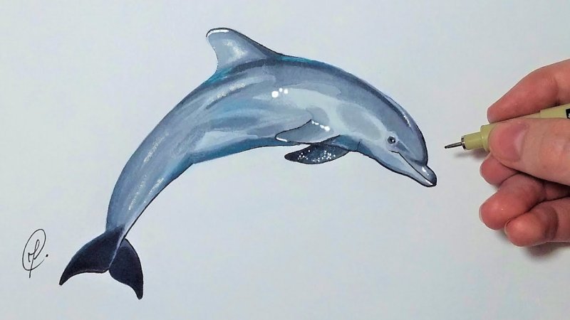 Дельфин рисовать