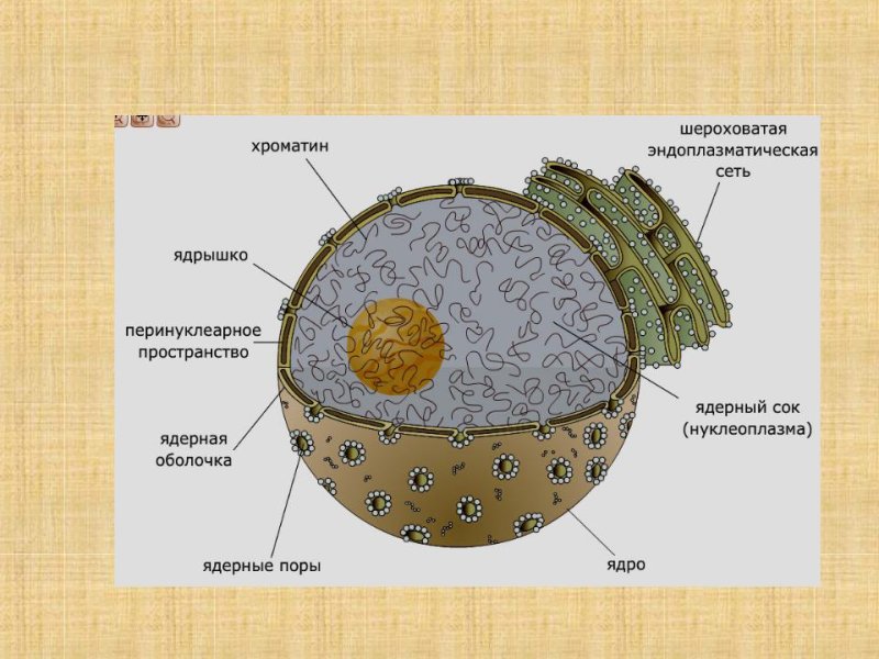 Структура строения ядра клетки