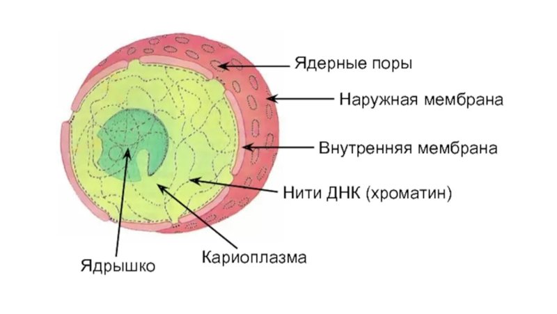 Строение ядра эукариотической клетки