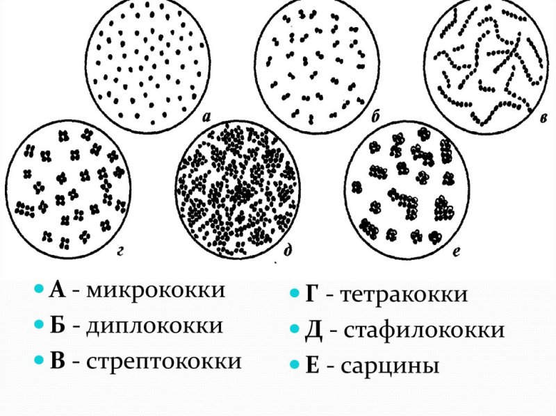 Грамположительные кокки тетракокки