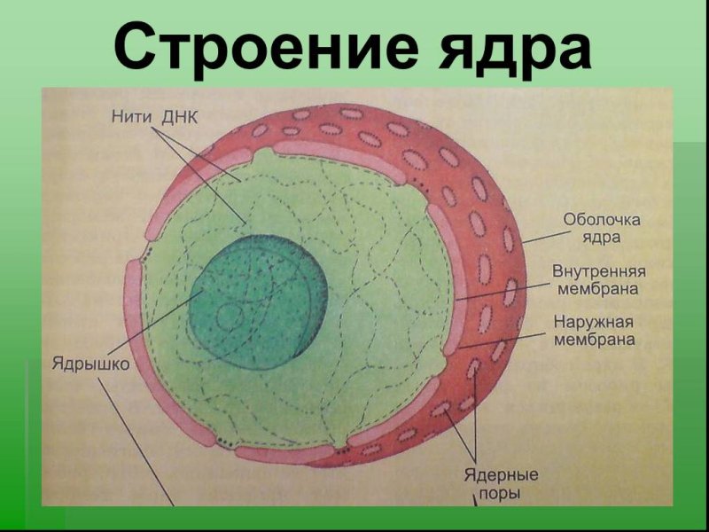 Строение ядра клетки 8 класс биология