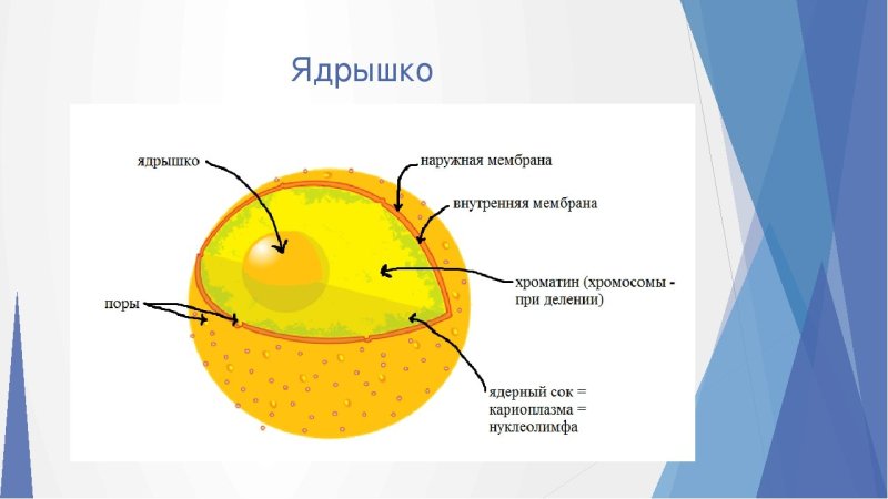 Строение ядра эукариотической клетки схема