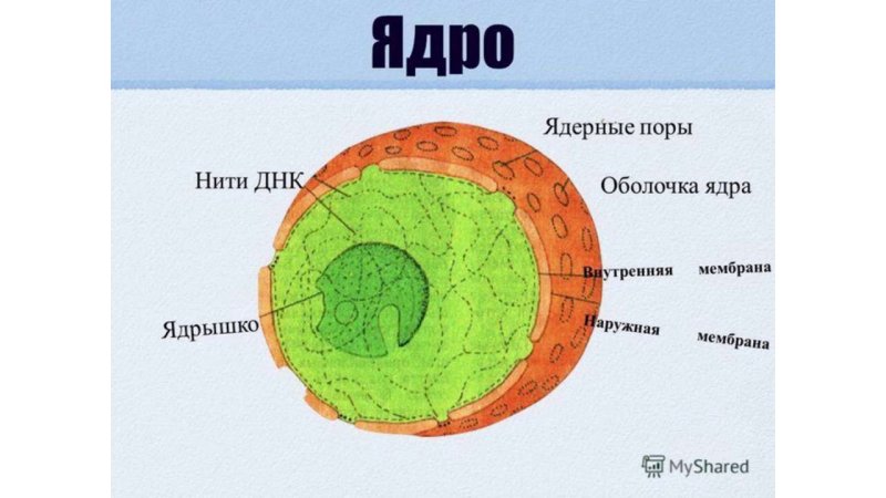 Строение ядра животной клетки