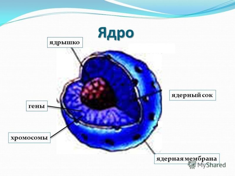 Ядрышко растительной клетки