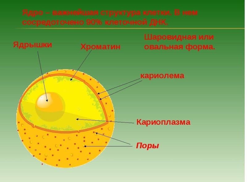 Строение ядра клетки