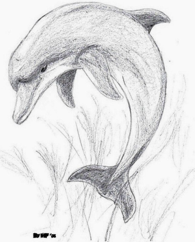 Дельфин рисунок
