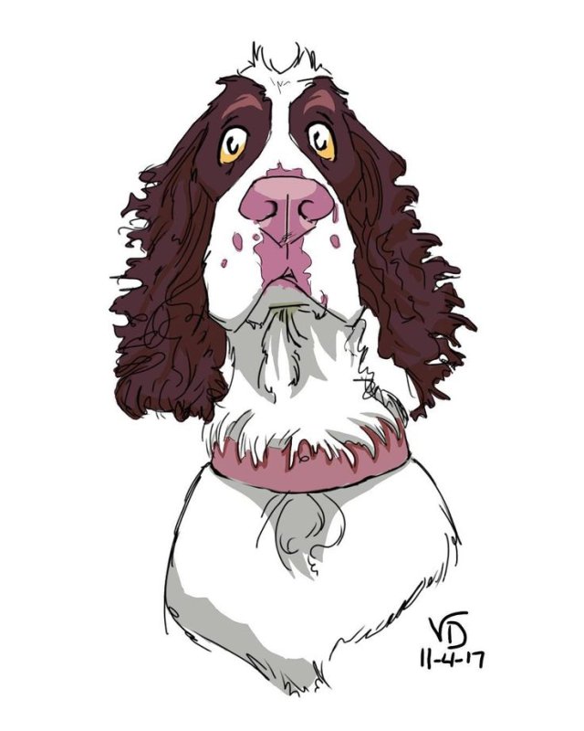 Английский кокер спаниель арт