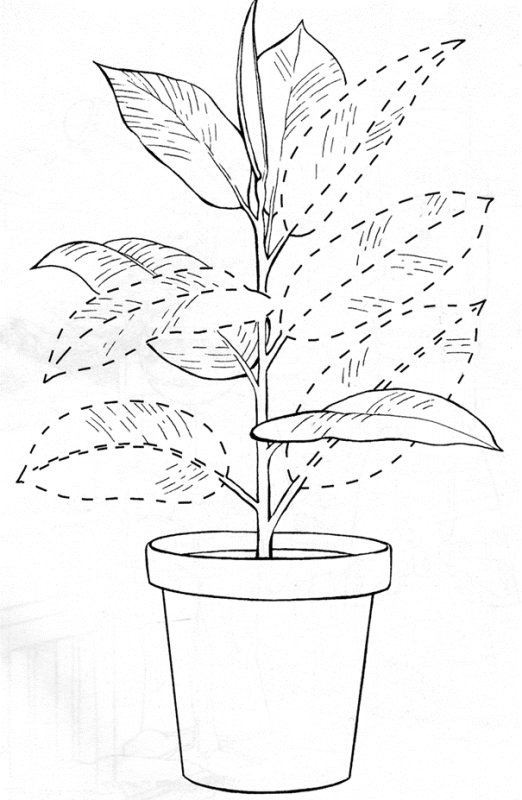 Раскраски для малышей комнатные растения