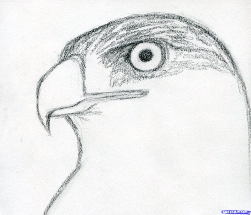 Ястреб карандашом