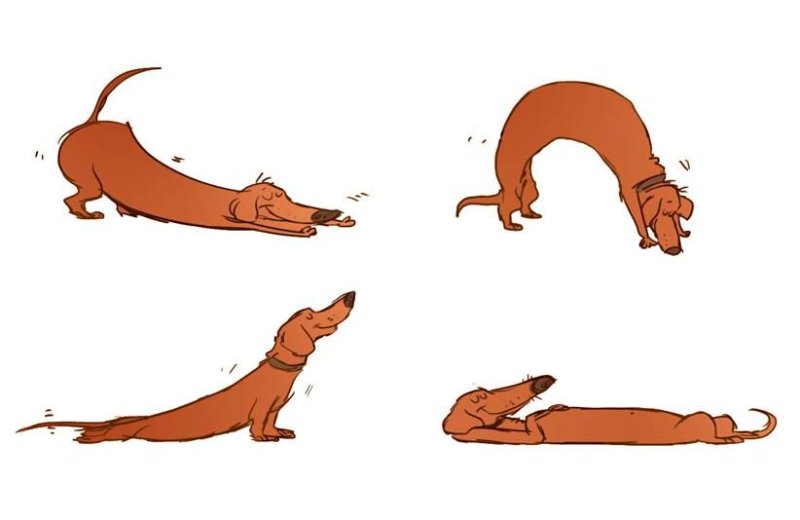 Такса вид сверху